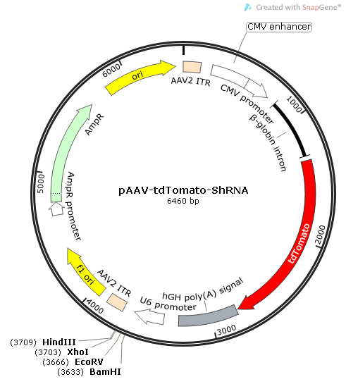 pAAV-tdTomato-shRNA