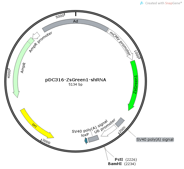 pDC316-ZsGreen1-shRNA
