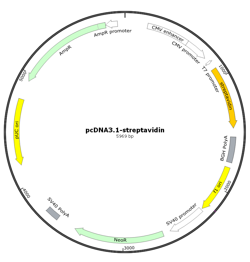 pcDNA3.1-streptavidin（链霉亲和素真核表达质粒）