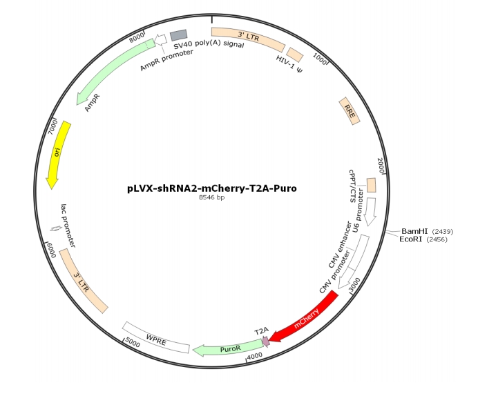 pLVX-shRNA2-mCherry-T2A-Puro