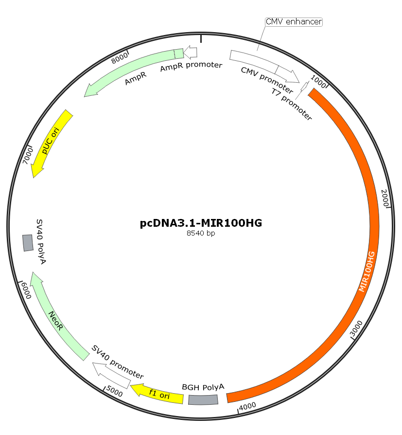 人LncRNA MIR100HG表达质粒